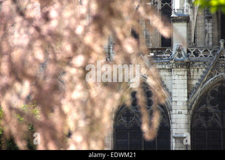 Cathédrale Notre Dame de Paris sur l'île de Cité à Paris, France Banque D'Images