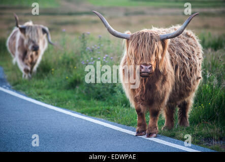 Les vaches Highland debout au bord de la route sur l'île de Skye en Ecosse Banque D'Images