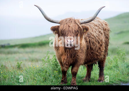 Highland cow standing au bord de la route sur l'île de Skye en Ecosse Banque D'Images