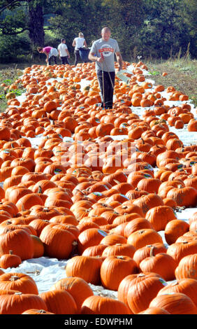 Les travailleurs agricoles une récolte récolte de citrouilles géantes prêt pour l'Halloween dans un champ sur le Broadlands Estate, près de Romsey, Hants. Banque D'Images