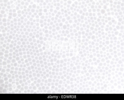 La mousse de polystyrène transparent texture background Banque D'Images