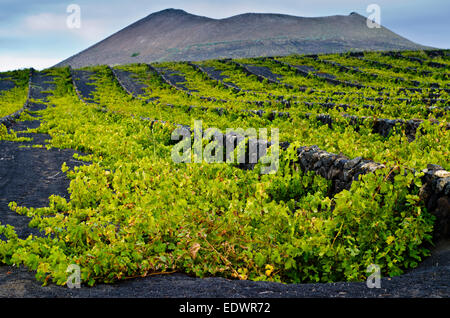 La Geria, région viticole. Lanzarote. Canaries, Espagne Banque D'Images