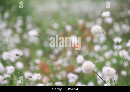 Blooming fleurs blanches de linaigrettes en Laponie, forêt de pins Banque D'Images