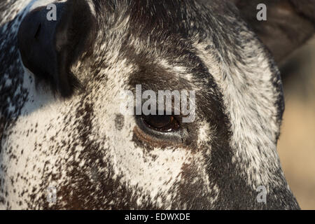 Une photographie d'un Speckle Park cow dans une ferme de l'ouest central NSW, Australie. Banque D'Images