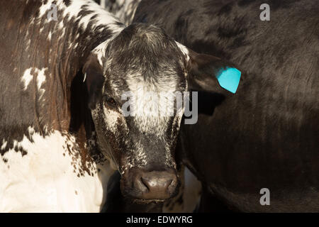 Une photographie d'un Speckle Park cow dans une ferme de l'ouest central NSW, Australie. Banque D'Images