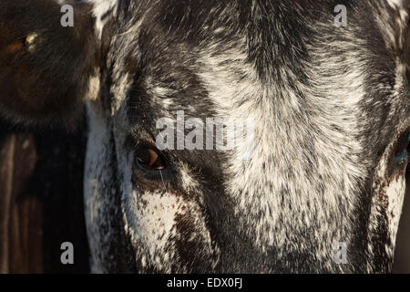 Une photographie d'un Speckle Park cow dans une ferme de l'ouest central NSW, Australie. Banque D'Images