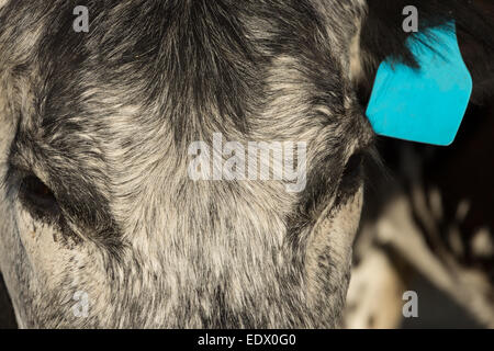 Une photographie d'un Speckle Park cow dans une ferme de l'ouest central NSW, Australie. Banque D'Images