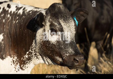 Une photographie d'un Speckle Park cow dans une ferme de l'ouest central NSW, Australie. Banque D'Images