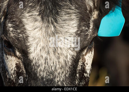 Une photographie d'un Speckle Park cow dans une ferme de l'ouest central NSW, Australie. Banque D'Images