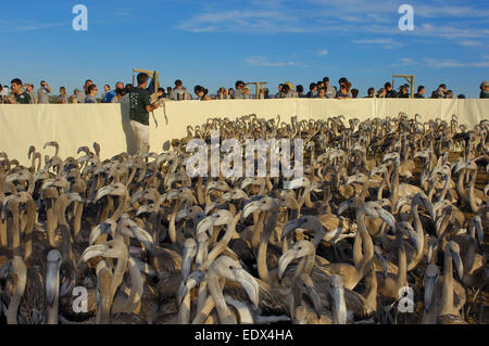 Lagon Fuente de Piedra, flamants dans le corral avant de sonner et de prendre des mesures, plus de flamants roses (Phoenicopterus ruber) Banque D'Images