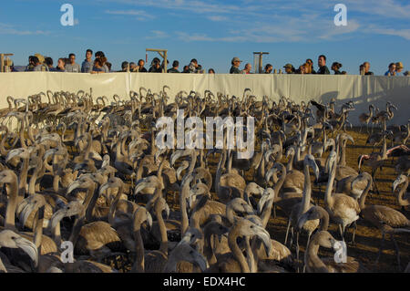 Lagon Fuente de Piedra, flamants dans le corral avant de sonner et de prendre des mesures, plus de flamants roses (Phoenicopterus ruber) Banque D'Images