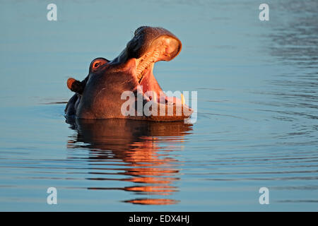 Hippopotame (Hippopotamus amphibius) avec montage ouvert dans l'eau, l'Afrique du Sud Banque D'Images