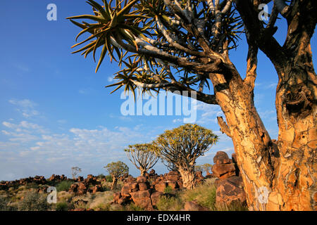 Paysage désertique avec arbres carquois (Aloe dichotoma) et de rochers de granit, la Namibie Banque D'Images