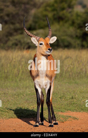 Cobes lechwes rouges mâles (Kobus leche) antilope en milieu naturel, l'Afrique australe Banque D'Images