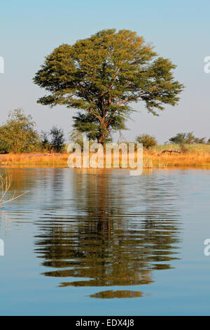 Paysage africain avec un acacia reflète dans l'eau, rivière Kwando, Namibie Banque D'Images