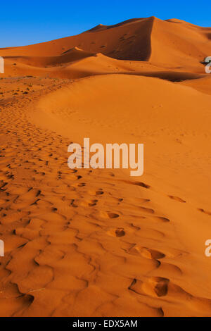 La grande dune de Merzouga, Erg Chebbi, Merzouga dunes de sable, désert du Sahara, Maroc, Maghreb, Afrique du Nord Banque D'Images