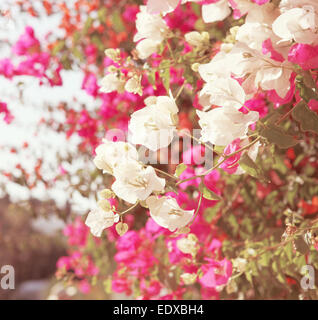 Plante de fleurs roses en journée ensoleillée. Tons rétro Banque D'Images