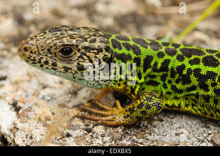 Lézard émeraude ibérique femelle ou Schreiber lézard vert (Lacerta schreiberi) Banque D'Images