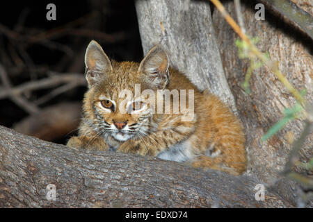 Le lynx roux Lynx rufus Tucson, Arizona, United States 20 août les jeunes ou le chaton de Mesquite Tree. Félidés Banque D'Images