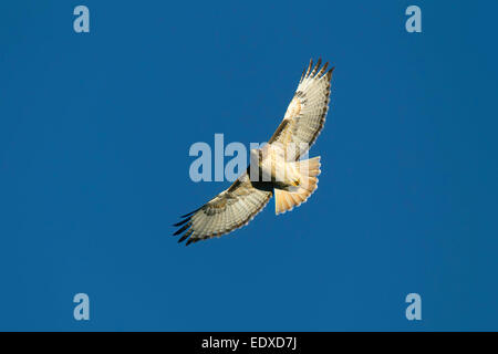 La buse à queue rousse Buteo jamaicensis Tucson, comté de Pima, Arizona, United States 4 Accipitrida morph lumière adultes Janvier Banque D'Images