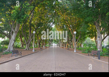 Allée bordée d'arbres dans la région de Hyde Park, Sydney Australie Banque D'Images