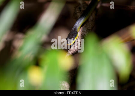 Serpent vert commun ou arbre serpent dans Eugenella National Park, Australie Banque D'Images