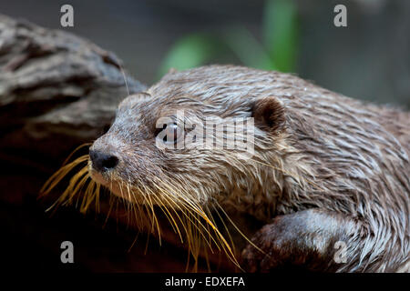 Petite asiatique dans l'otter griffus Zoo australien, Australie,Beerwah Banque D'Images