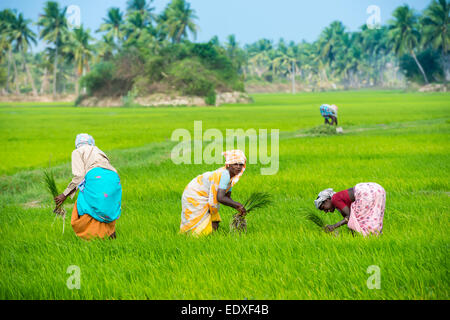 THANJAVOUR, INDE - 13 février : les Indiens non identifié, les femmes rurales les choux de repiquage du riz et de l'homme au champ agricole. L'Inde, Tami Banque D'Images