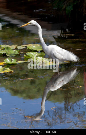 La grande aigrette, New South Wales, Australie Banque D'Images