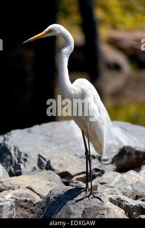 La grande aigrette, New South Wales, Australie Banque D'Images