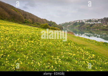 Printemps en fleurs Cowslips à côté de la rivière près de Gannel Crantock, Newquay, Cornwall. Banque D'Images