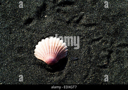 Shell isolé sur le sable noir volcanique passé en raison de l'éruption du Vésuve à Torre del Greco (Naples, Italie) Banque D'Images