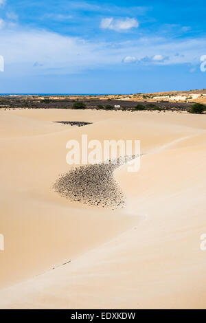 Dunes de sable dans le désert de Viana - Deserto de Viana dans Boavista - Cap-Vert - Cabo Verde Banque D'Images