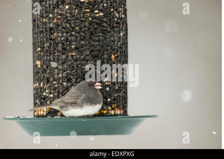 Dark-eyed Junco assis sur convoyeur de semences en hiver Tempête de neige. Banque D'Images