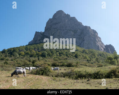 Les vaches paissent dans un champ en dessous du pic de Bugarach, la montagne magique dans l'Aude, dans le sud de la France Banque D'Images