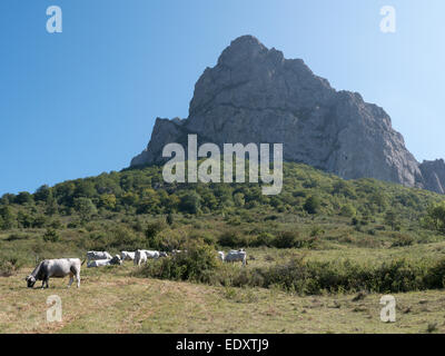 Les vaches paissent dans un champ en dessous du pic de Bugarach, la montagne magique dans l'Aude, dans le sud de la France Banque D'Images