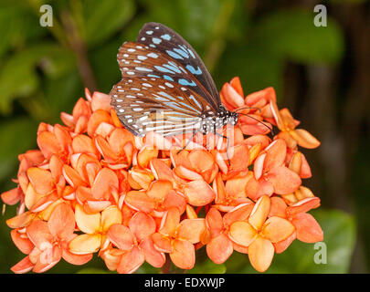 Bllue australienne tiger butterfly, Tirumala hamata, se nourrissant de grappe de fleurs orange vif Ixora contre fond vert Banque D'Images