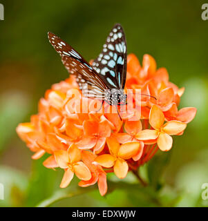 Bllue australienne tiger butterfly, Tirumala hamata, se nourrissant de grappe de fleurs orange vif Ixora contre fond vert Banque D'Images