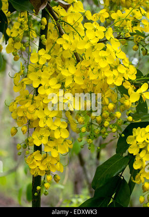 Racèmes longs de spectaculaires fleurs jaunes de Cassia fistula, Uro arbre, contre le feuillage vert en arrière-plan Banque D'Images