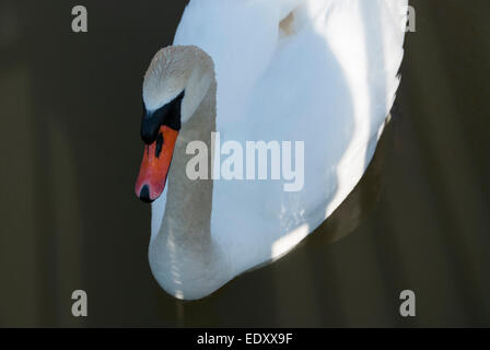 Un gros plan du projet de loi d'un orange distinctive Cygnus olor aussi connu comme un cygne Muet Banque D'Images