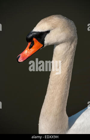 Un gros plan du projet de loi d'un orange distinctive Cygnus olor aussi connu comme un cygne Muet Banque D'Images