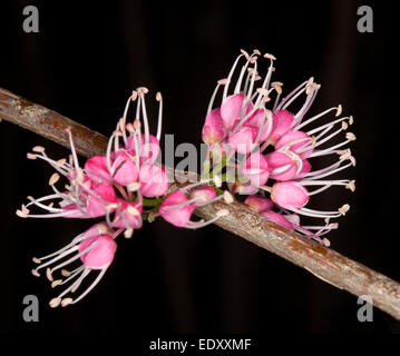 Des grappes de fleurs rose vif de corkwood australiennes indigènes, arbres Melicope syn. Euodia elleryana sur un fond sombre Banque D'Images