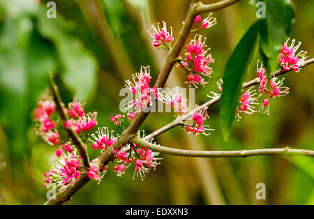 Des grappes de fleurs rose vif de corkwood australiennes indigènes, arbres Melicope syn. Euodia elleryana contre fond vert Banque D'Images