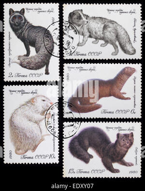 - Soviétique vers 1980 : un post de timbres en l'image montre soviétique d'animaux à fourrure, série races précieuses des animaux à fourrure, vers Banque D'Images