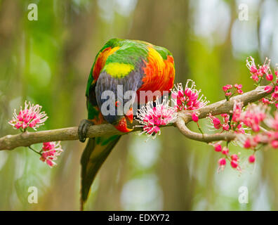 Rainbow lorikeet aux couleurs vives, Australian parrot dans la nature se nourrissent de grappes de fleurs roses de l'arbre indigène corkwood Melicope elleryana Banque D'Images