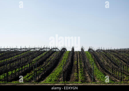 Vignobles de Paso Robles Banque D'Images