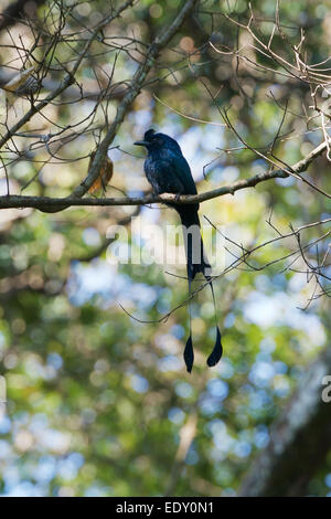 Le grand racket-tailed drongo (Dicrurus paradiseus) est un oiseau d'Asie qui se distingue en ayant des allongées Banque D'Images