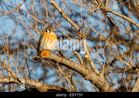 Crécerelle d'Amérique Falco sparverius Mn Neal, Comté de Cochise, Arizona, United States 9 mâles adultes Janvier Falconidae Banque D'Images