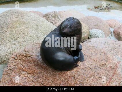 South American fur seal ( Arctocephalus australis) posant sur un rocher Banque D'Images