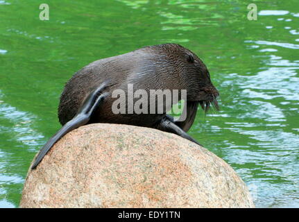 South American fur seal ( Arctocephalus australis) posant sur un rocher Banque D'Images